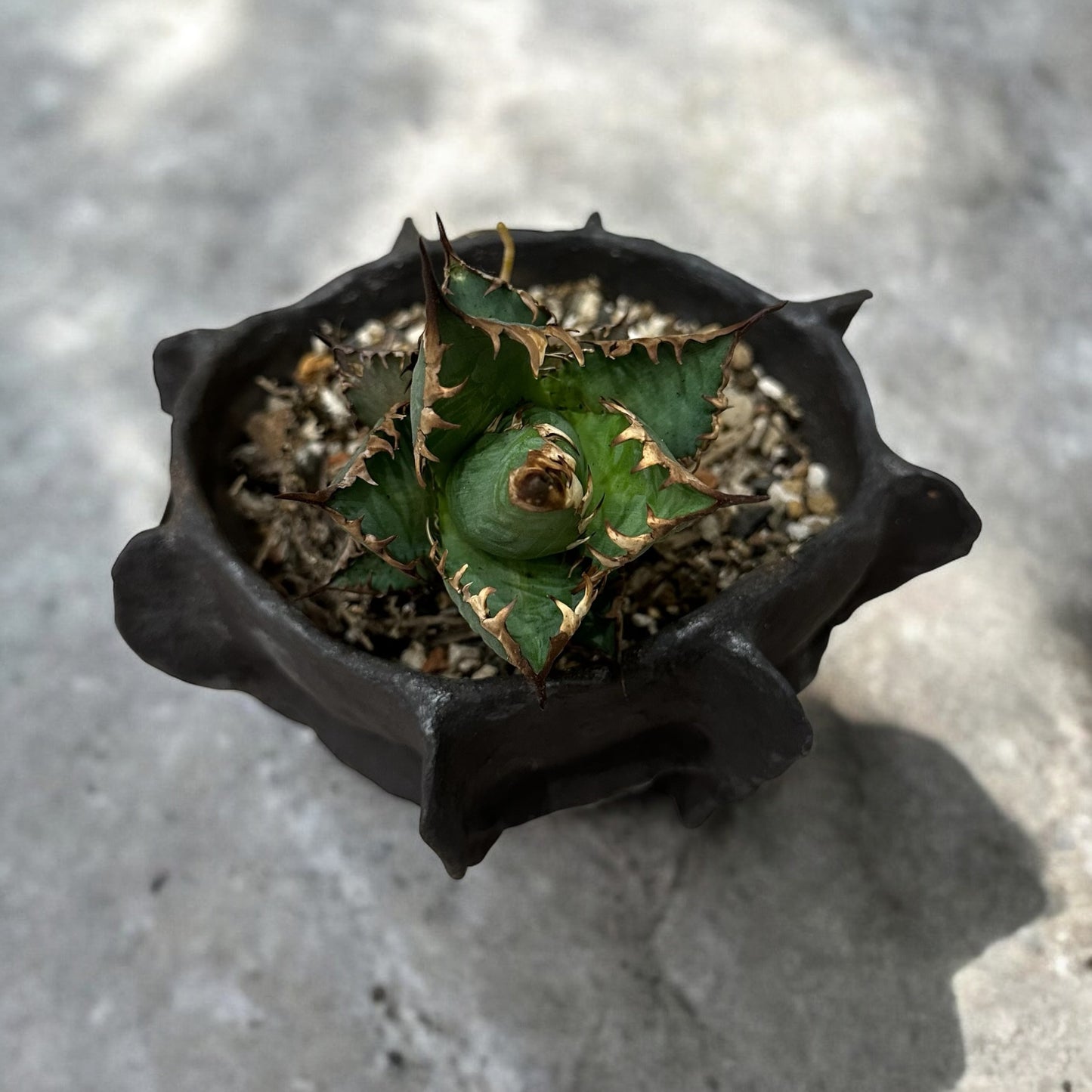 《 好人製陶 》手工荊棘陶盆 暮日黑