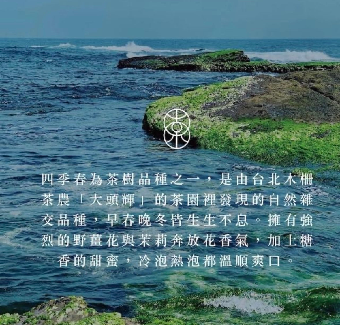 蜷花 四季春烏龍 罐裝茶葉